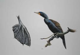 Image result for Phalacrocorax auritus
