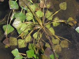 Attēlu rezultāti vaicājumam “Trapaceae”