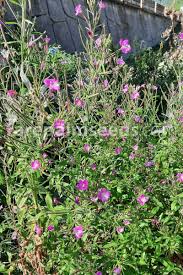 Attēlu rezultāti vaicājumam “Epilobium hirsutum leaf”