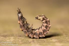 Attēlu rezultāti vaicājumam “Lampyris noctiluca larva”