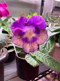 Image result for Streptocarpus