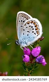 Attēlu rezultāti vaicājumam “Plebejus argus”