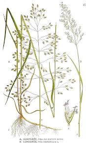 Attēlu rezultāti vaicājumam “Poa nemoralis leaf”