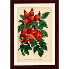 Attēlu rezultāti vaicājumam “Rosa villosa fruit”