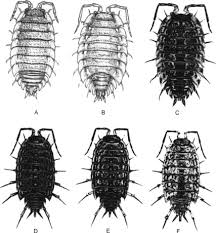 Attēlu rezultāti vaicājumam “Oniscoidea”
