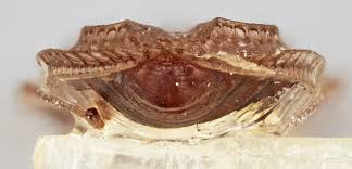 Attēlu rezultāti vaicājumam “Acalypta carinata”