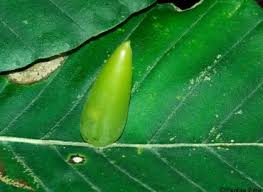Attēlu rezultāti vaicājumam “Rabdophaga heterobia”