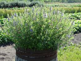 Image result for Dracocephalum moldavicum