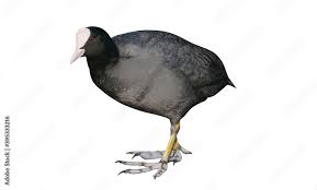 Attēlu rezultāti vaicājumam “Fulica atra adult”