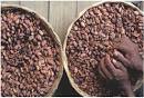 The Economy of Cocoa: Different Parts of the world | Shea Butter ...