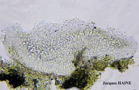 Attēlu rezultāti vaicājumam “Biatora sphaeroides”