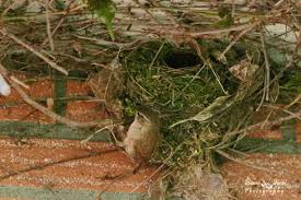 Attēlu rezultāti vaicājumam “Troglodytes troglodytes nest”