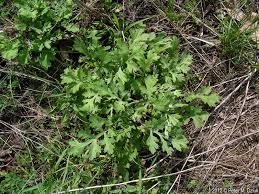 Image result for Artemisia vulgaris