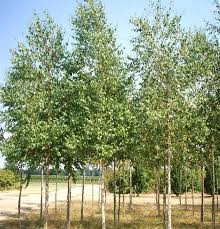 Attēlu rezultāti vaicājumam “Betula pubescens”