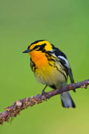 Image result for Dendroica fusca