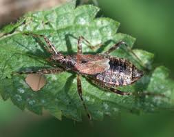 Attēlu rezultāti vaicājumam “Himacerus apterus”