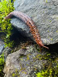 Attēlu rezultāti vaicājumam “Limax maximus”