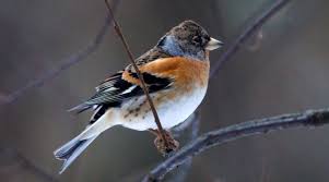 Attēlu rezultāti vaicājumam “Fringilla montifringilla male”