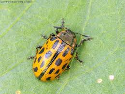 Attēlu rezultāti vaicājumam “Chrysomela vigintipunctata”