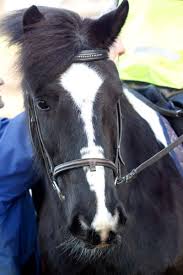 Image result for British Horse Society
