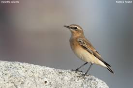 Attēlu rezultāti vaicājumam “Oenanthe oenanthe”