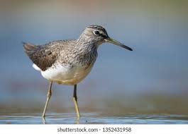 Attēlu rezultāti vaicājumam “Tringa ochropus”