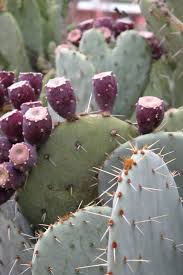 Image result for Cactaceae