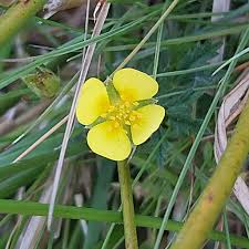 Attēlu rezultāti vaicājumam “Potentilla erecta flower”
