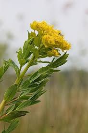 Attēlu rezultāti vaicājumam “Euphorbia palustris flower”