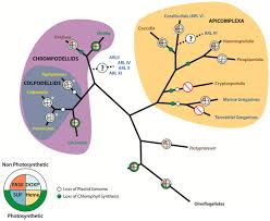 Attēlu rezultāti vaicājumam “Colloderma oculatum plasmodium”