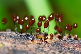 Attēlu rezultāti vaicājumam “Comatricha meandrispora macro”