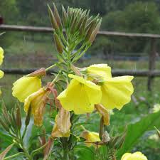 Image result for Oenothera biennis