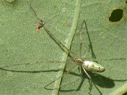 Attēlu rezultāti vaicājumam “Tetragnatha extensa”