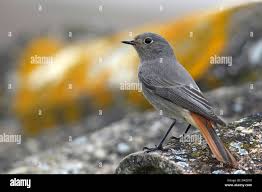 Attēlu rezultāti vaicājumam “Phoenicurus ochruros”