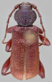 Attēlu rezultāti vaicājumam “Callidium violaceum”