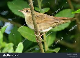 Image result for Locustella naevia