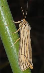 Attēlu rezultāti vaicājumam “Spiris striata”