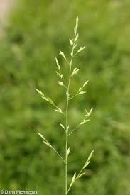 Attēlu rezultāti vaicājumam “Festuca pratensis”