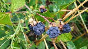 Attēlu rezultāti vaicājumam “Rubus caesius fruit”