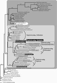 Attēlu rezultāti vaicājumam “Paludella squarrosa sporophyte”
