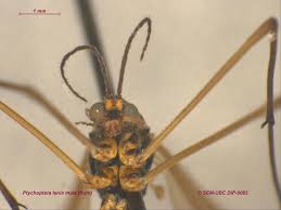 Attēlu rezultāti vaicājumam “Ptychoptera sp.”