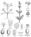 <b>Rubiaceae</b> Juss.