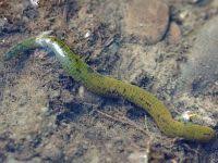 Attēlu rezultāti vaicājumam “Haemopis sanguisuga”