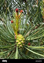 Attēlu rezultāti vaicājumam “Pinus sylvestris fruit”
