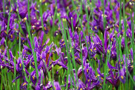 Attēlu rezultāti vaicājumam “Iris reticulata”