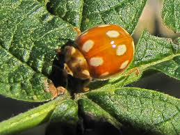 Attēlu rezultāti vaicājumam “Calvia decemguttata”
