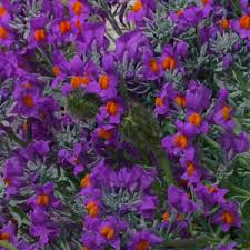 Attēlu rezultāti vaicājumam “Trichia alpina”