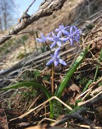 Attēlu rezultāti vaicājumam “Scilla siberica bud”