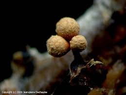 Attēlu rezultāti vaicājumam “Cribraria rufa spores”