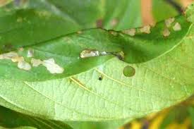 Attēlu rezultāti vaicājumam “Ancylis apicella”